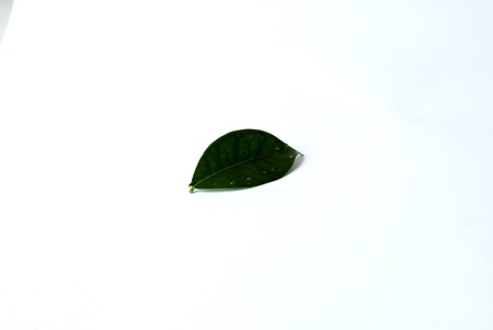 Green leaf in a white backgroundの写真素材