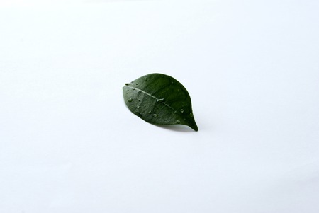 Green leaf in a white backgroundの写真素材
