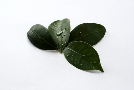 Green leaves in a white backgroundの写真素材