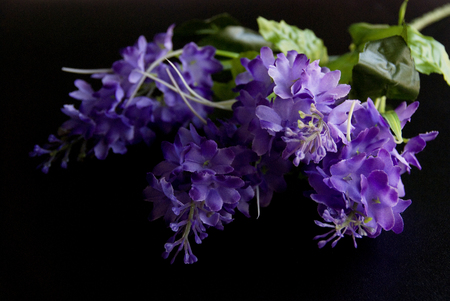 Violet autumn flowers in a dark black backgroundの写真素材