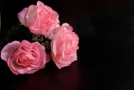 Pink autumn roses flowers in a dark black backgroundの写真素材