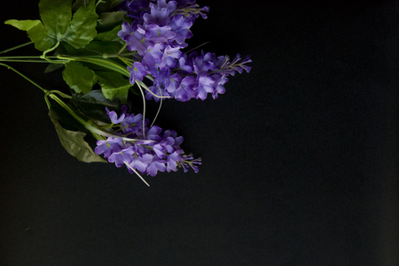 Violet autumn flowers in a dark black backgroundの写真素材