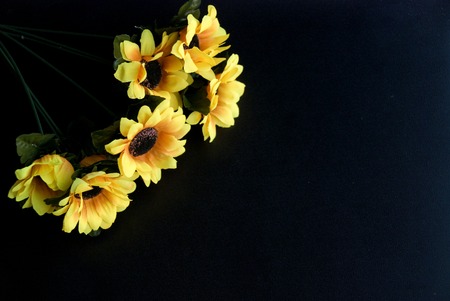 Yellow autumn flowers set in a dark black backgroundの写真素材