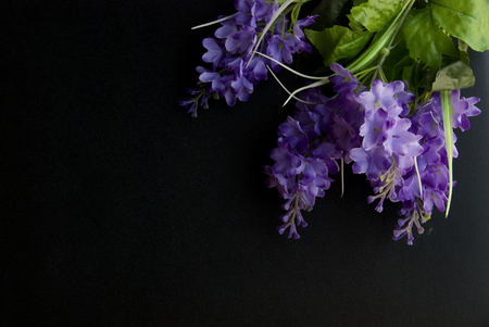 Violet autumn flowers in a dark black backgroundの写真素材