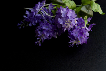 Violet autumn flowers in a dark black backgroundの写真素材