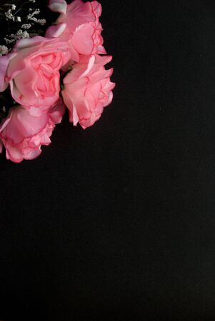 Pink autumn roses flowers in a dark black backgroundの写真素材