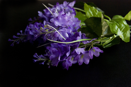 Violet autumn flowers in a dark black backgroundの写真素材