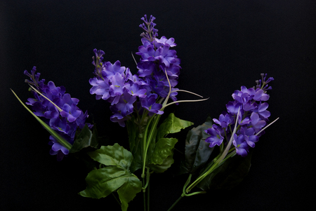 Violet autumn flowers in a dark black backgroundの写真素材