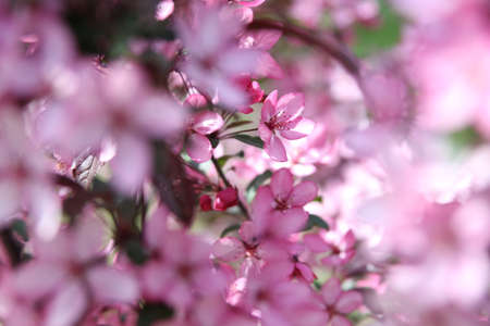 apple flower background