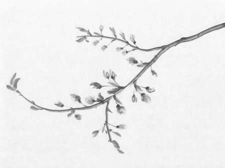 Cherry tree flowering ink paintingの写真素材