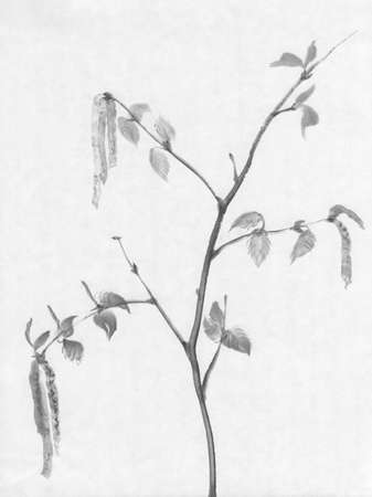 A branch of a birch tree flowering ink painting. Traditional chinese paintingの写真素材