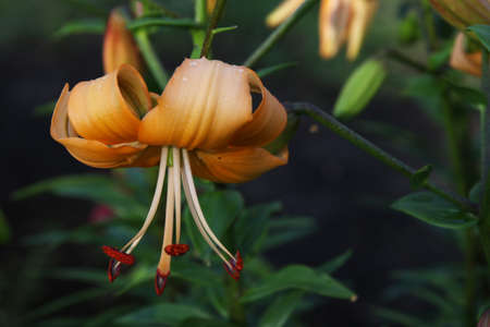 close up color lily flower in the garden backgroundの写真素材