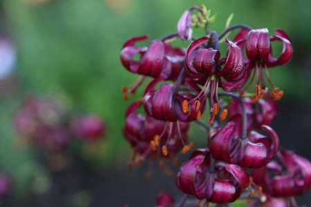 close up color lily flower in the garden backgroundの写真素材