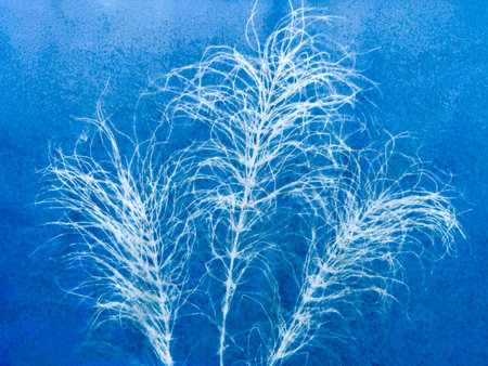 Three equisetums in blue print background. Cyanotype illustrationの写真素材