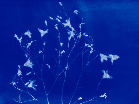 Small flowers in blue print background. Cyanotype illustrationの写真素材