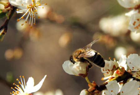 A bee collects nectar on a white flower on a blurred background. Honey Bee on flower collecting...
