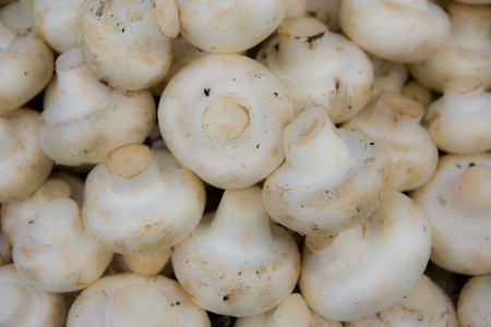 fresh mushroomsの写真素材