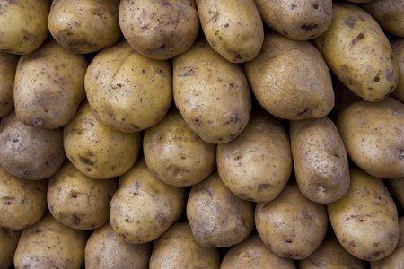 yellow patatoesの写真素材