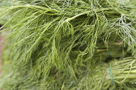 fresh green dill