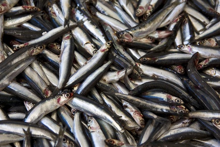 fresh anchovy fishの写真素材