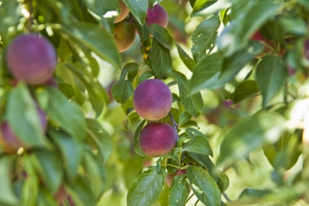 fresh red plums on the branch in garden  shallow depth of field の写真素材