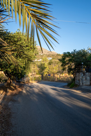 Street in Crete with a palm treeの写真素材