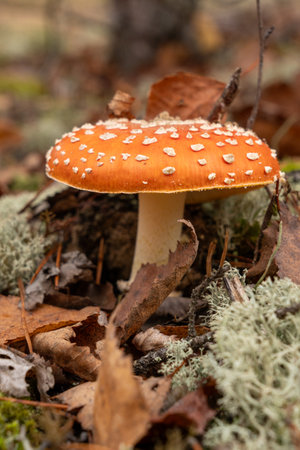 Red mushroom in forest