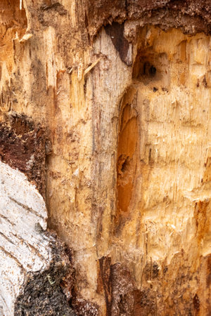 Wood bark texture background
