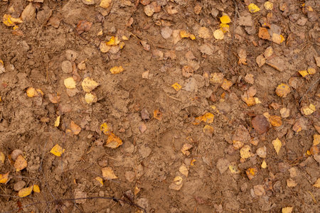 Natural autumn forest groundの写真素材