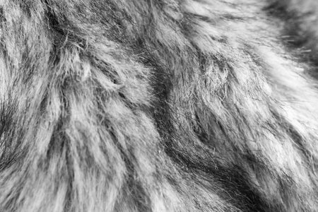 Black and white animal fur, textured background