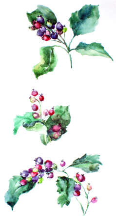 Hawthorn branch close up on white background. Watercolor.の写真素材