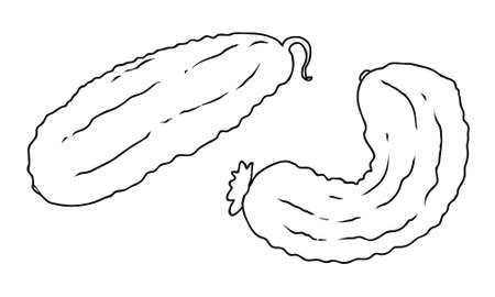 two organic cucumbers closeup vector illustrationのイラスト素材