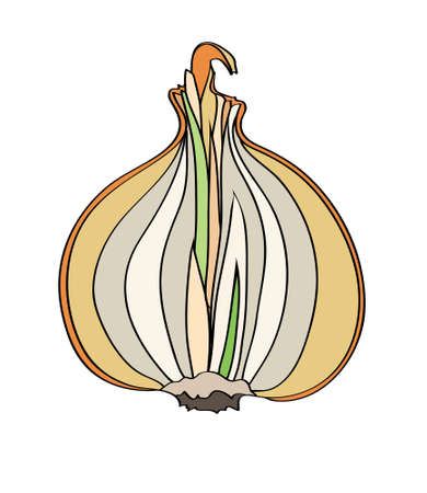 yellow onions isolated illustration on white backgroundのイラスト素材