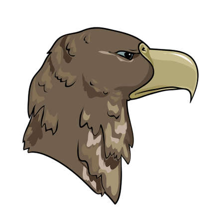 Sketch of a head of the eagleのイラスト素材