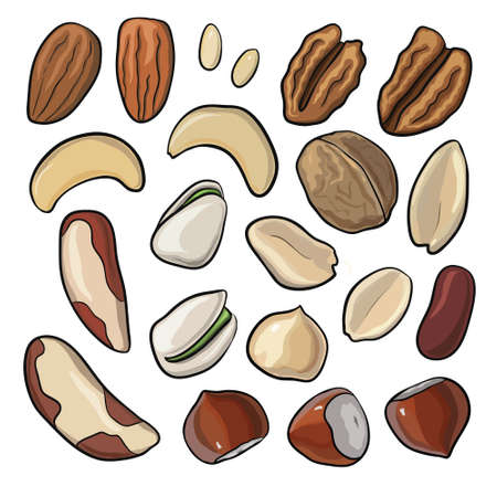Set of different tasty nuts, vector illustrationのイラスト素材