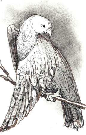 Falcon sitting on a branch. Markers, Sepiaの写真素材