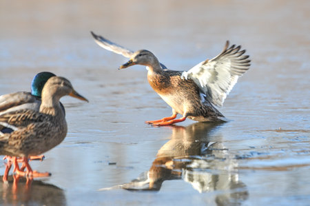ducks on the lake in winter, Russia,  Moscow regionの写真素材