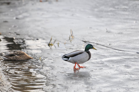 Mallard Duck on the ice of a frozen lake in winter
