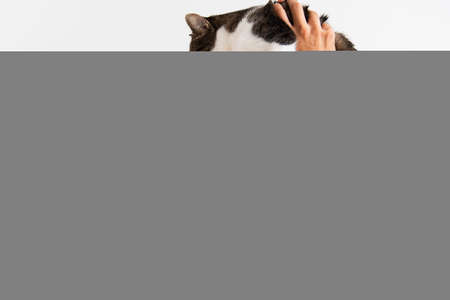 Closeup of hispanic man playing with his cat on the couch.の写真素材