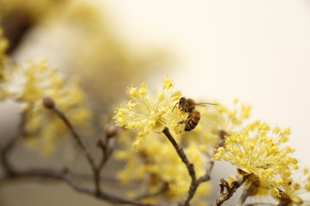 Honey bee and Japanese cornlian cherry flowerの写真素材