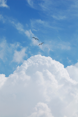 Two birds and the sky