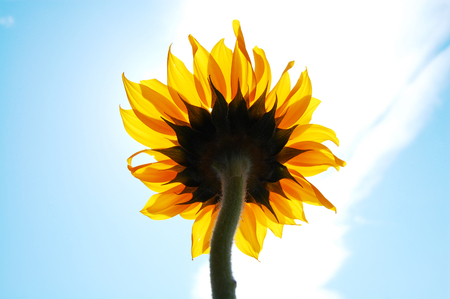 Sunflowerの写真素材