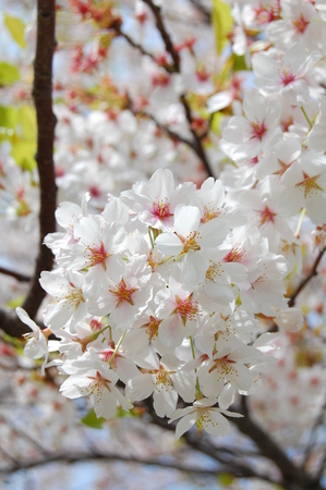 Cherryの写真素材