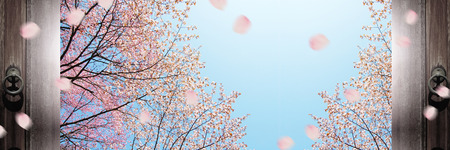 Sakuraの写真素材