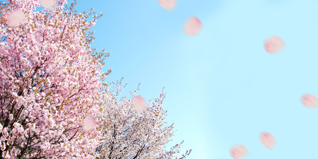 Cherryの写真素材