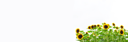 Sunflowerの写真素材