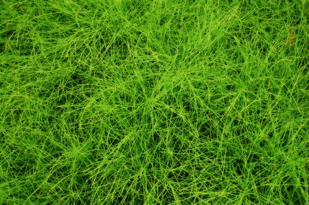 Green grass