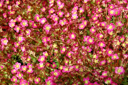 Cloud grassの写真素材