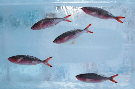 Fish in iceの写真素材