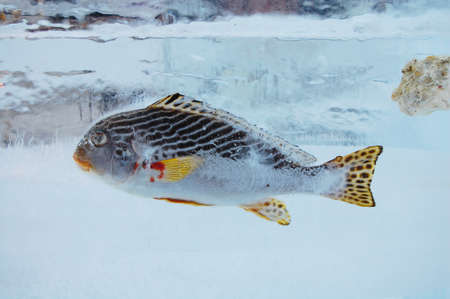 Fish in iceの写真素材